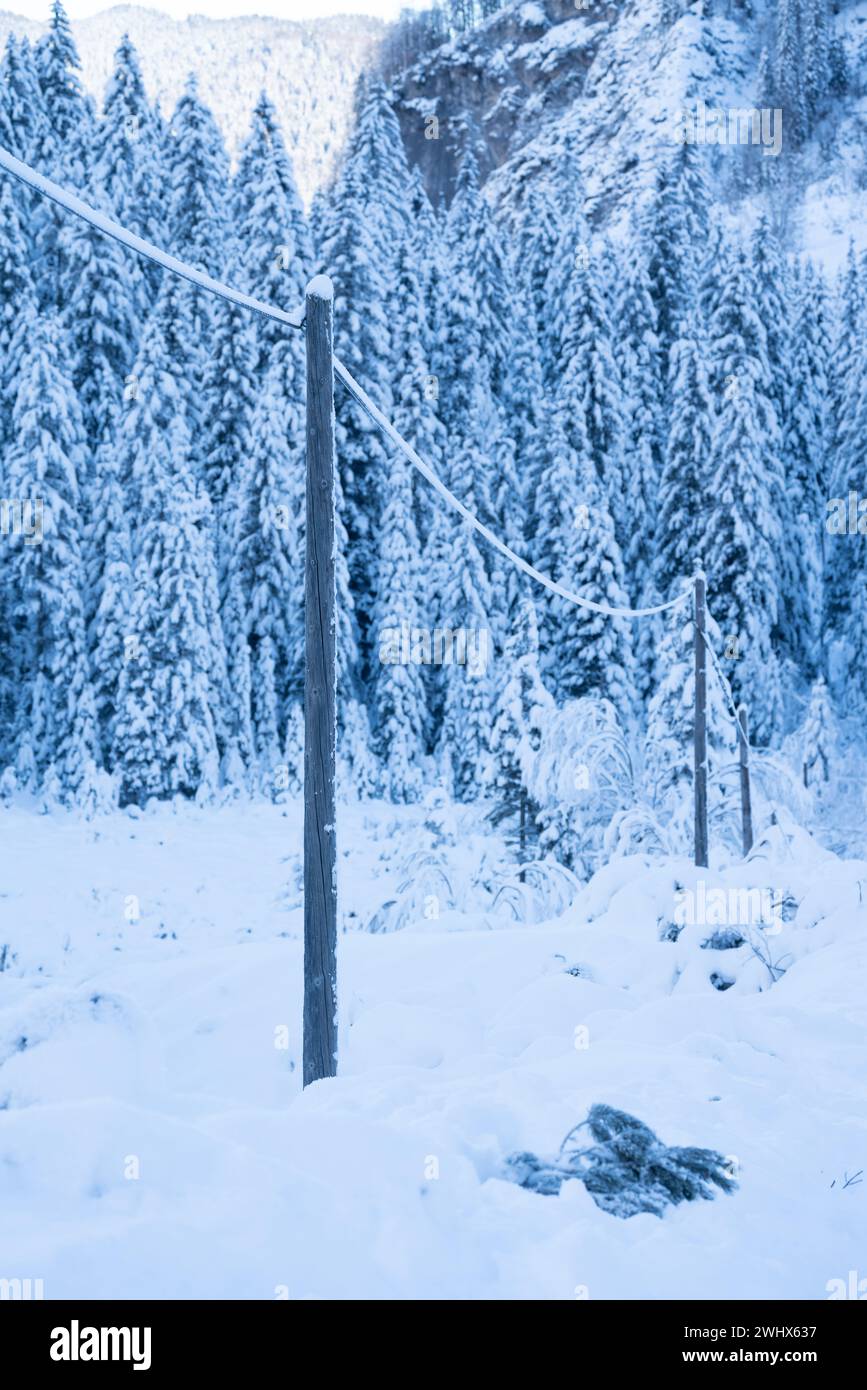 Poteaux électriques et fils enneigés, mettant en valeur l’impact de l’hiver sur l’infrastructure électrique. Forêt en arrière-plan Banque D'Images