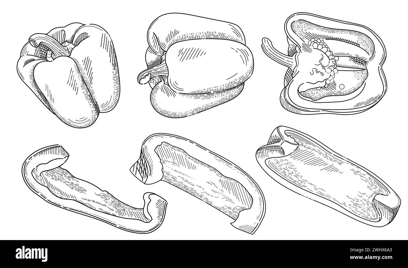 Poivre bulgare Set contour de style dessiné à la main coupe paprika poivre illustration vectorielle de légumes frais isolé sur fond blanc Illustration de Vecteur