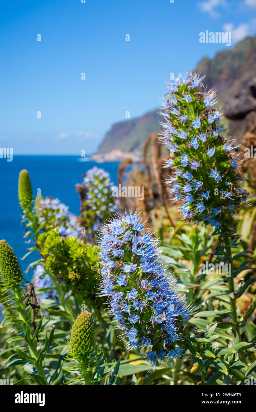 Fierté des fleurs de madère sur la côte sauvage de l'île de Madère, Portugal Banque D'Images