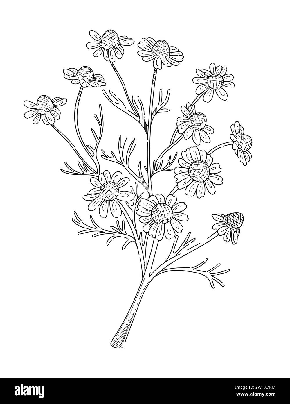 Fleur de camomille avec tige monochrome dessinée à la main pour illustration vectorielle de livre de dessin isolé sur fond blanc Illustration de Vecteur