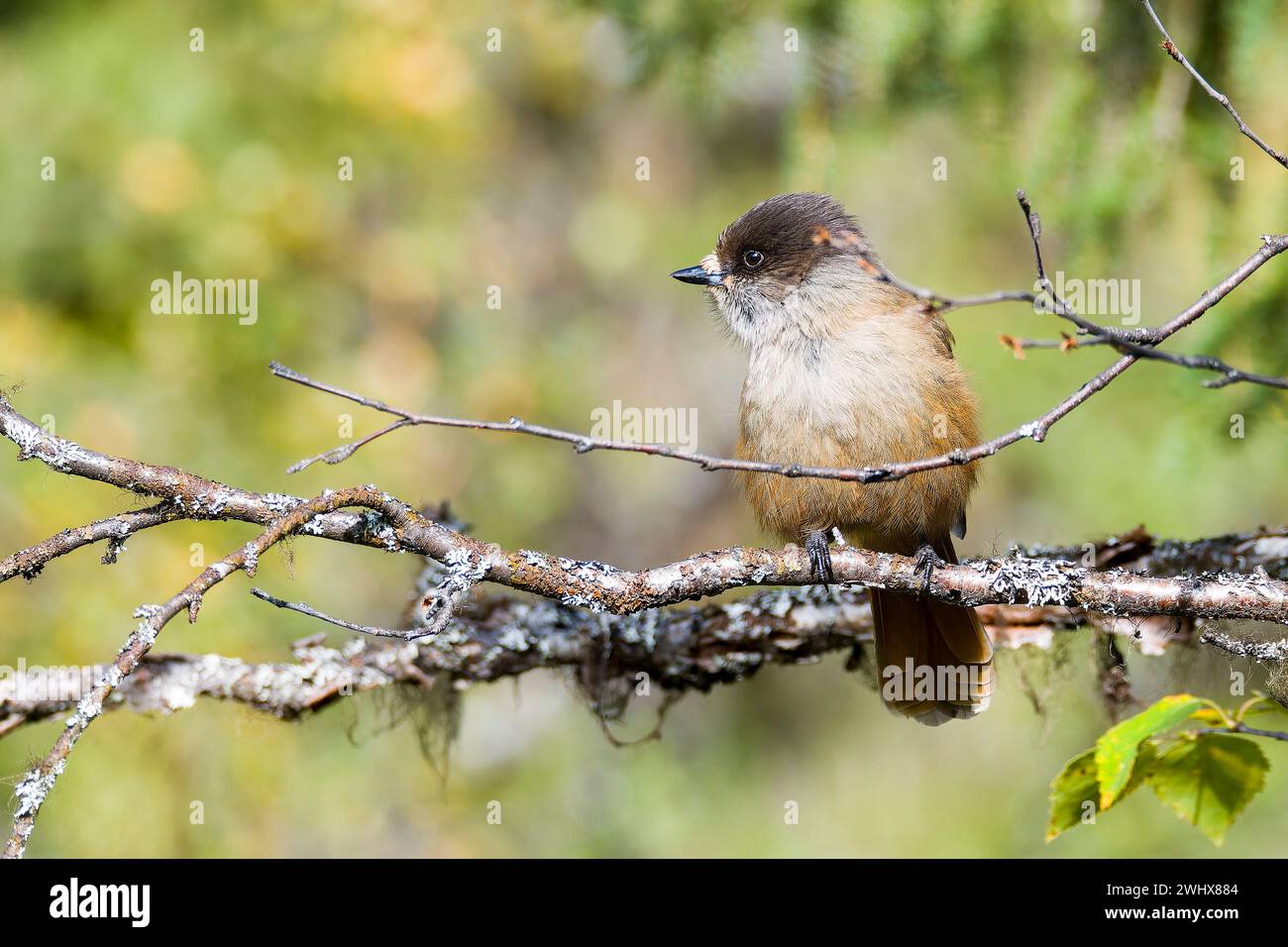 jay sibérien en Suède en automne Banque D'Images