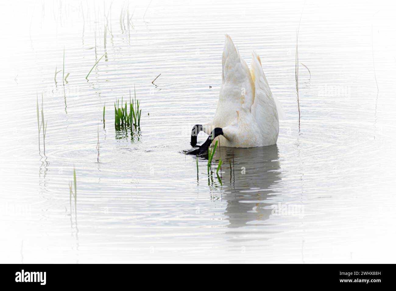 Trumpeter Swan à Marsh Banque D'Images