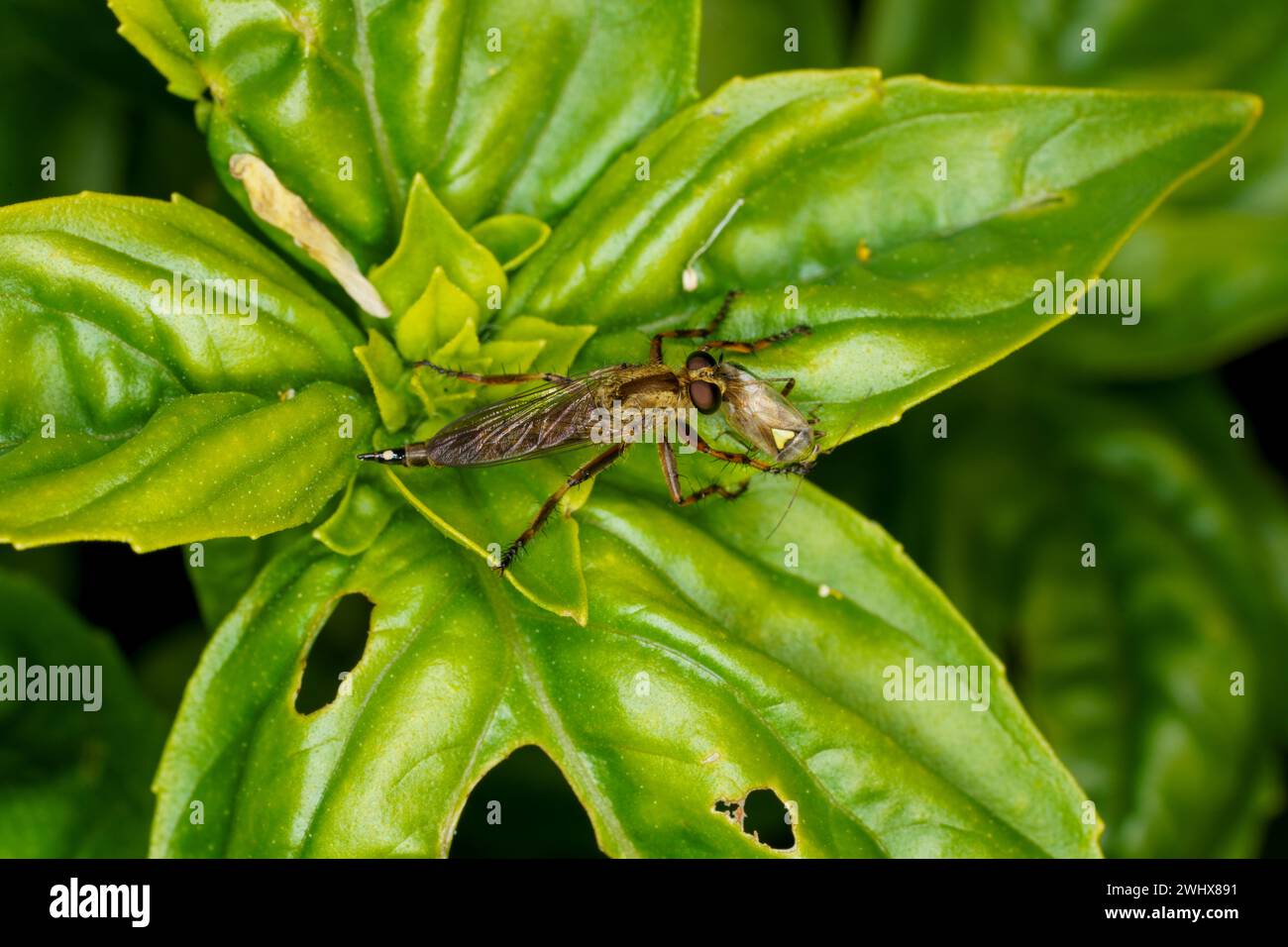 Tolmerus cingulatus Machimus cingulatus famille Asilidae genre Machimus Brown Heath Robberfly nature sauvage papier peint insecte, image, m photographie Banque D'Images