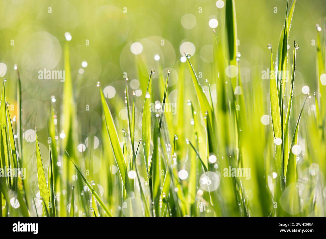 Herbe greeg juteuse fraîche avec des gouttes d'eau Banque D'Images