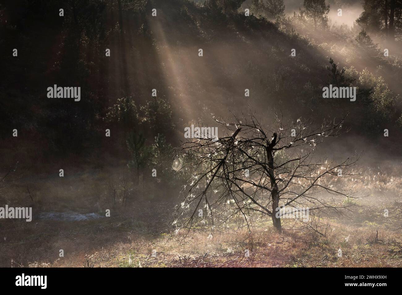 Rayons de soleil et pin mort dans le brouillard Banque D'Images