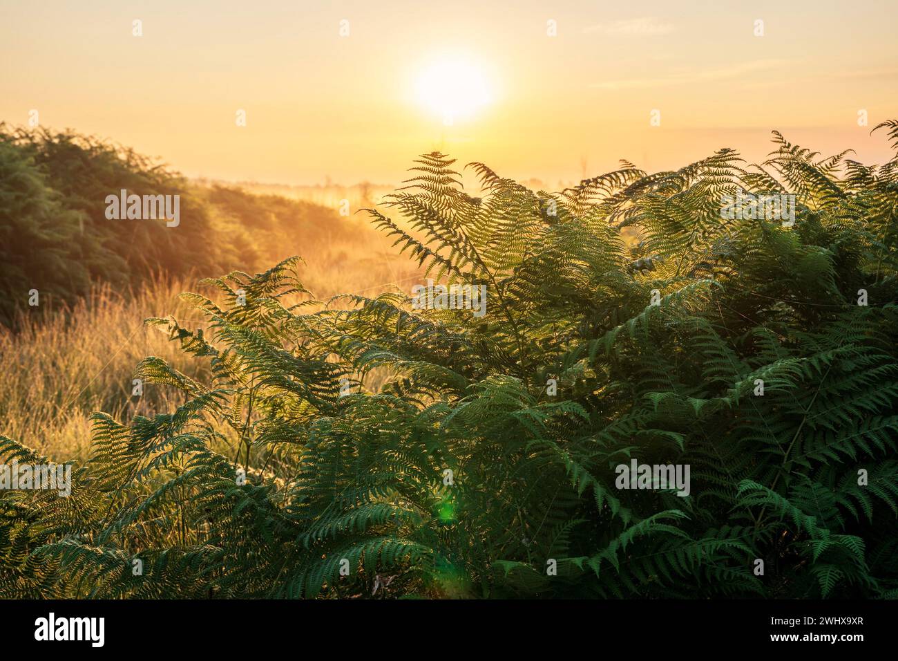 Fougère verte au lever du soleil Banque D'Images