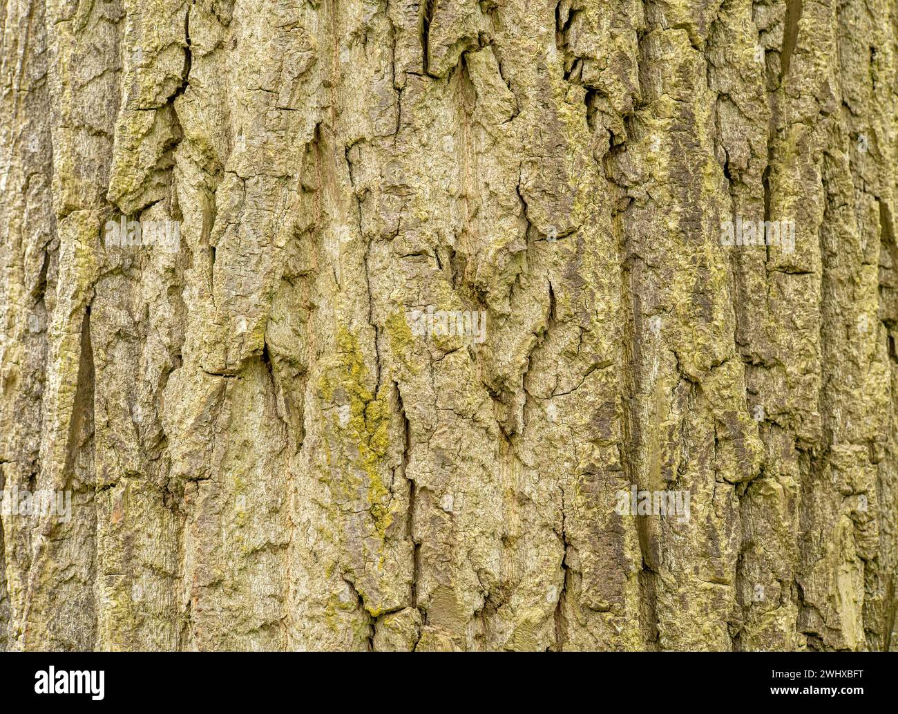 Texture de fond rugueuse vert clair d'écorce d'arbre naturelle, toile de fond plein cadre, vue de face, structure d'écorce d'arbre, matériau simple vu de près, nobo Banque D'Images