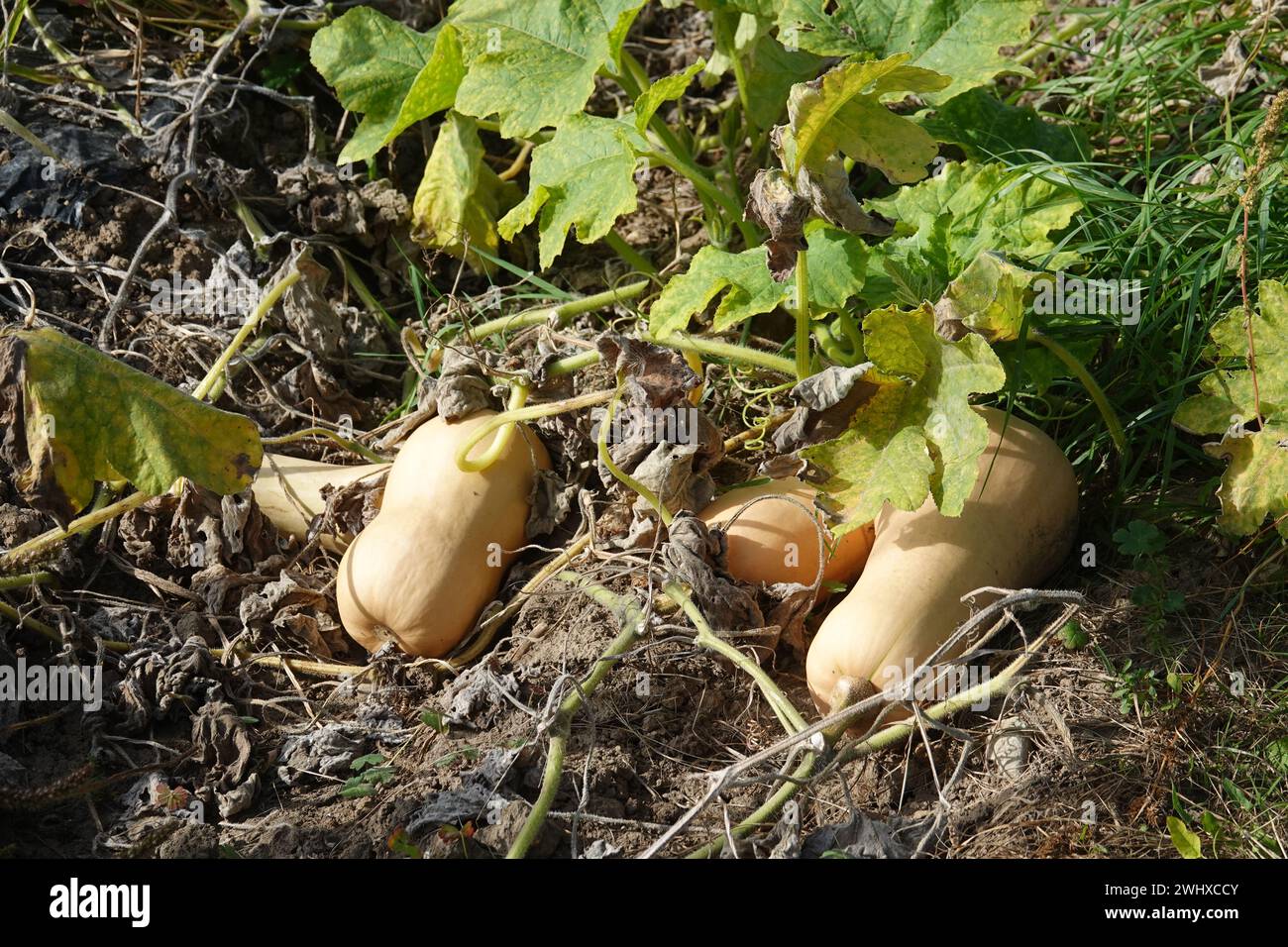 Cucurbita moschata courge au beurre, citrouille Banque D'Images