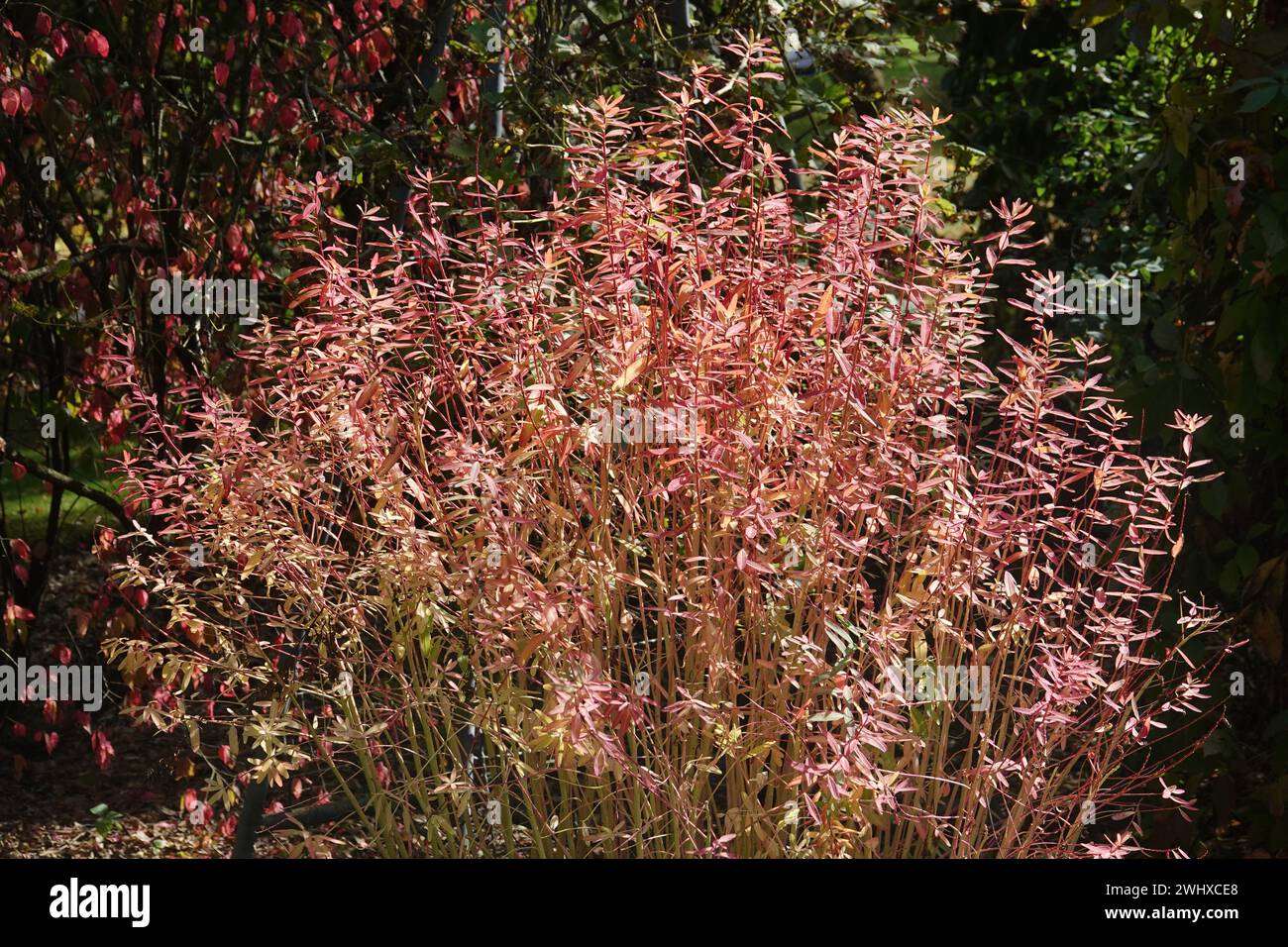 Euphorbia palustris, marais-éperon Banque D'Images