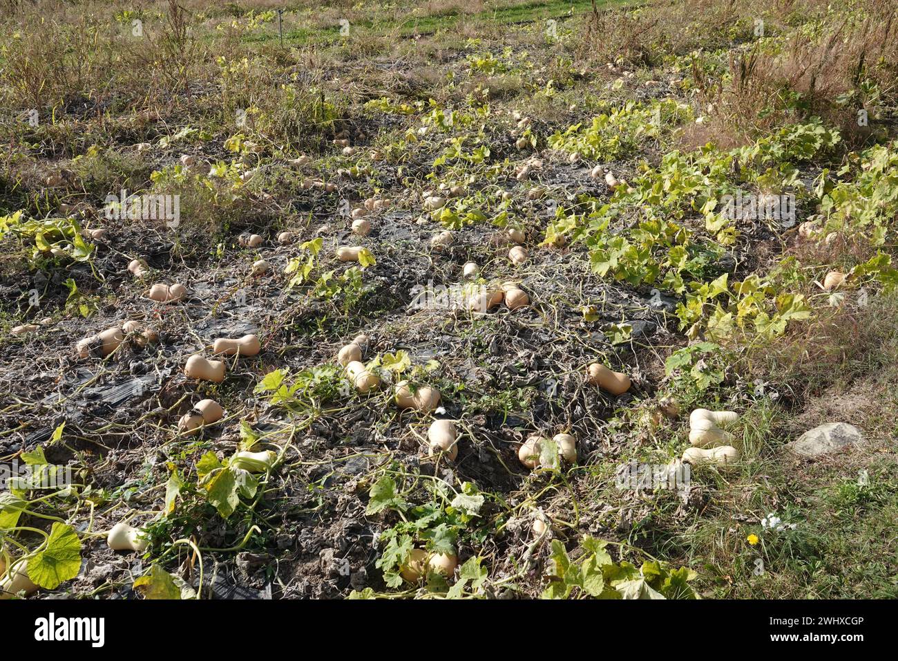 Cucurbita moschata courge au beurre, citrouille Banque D'Images