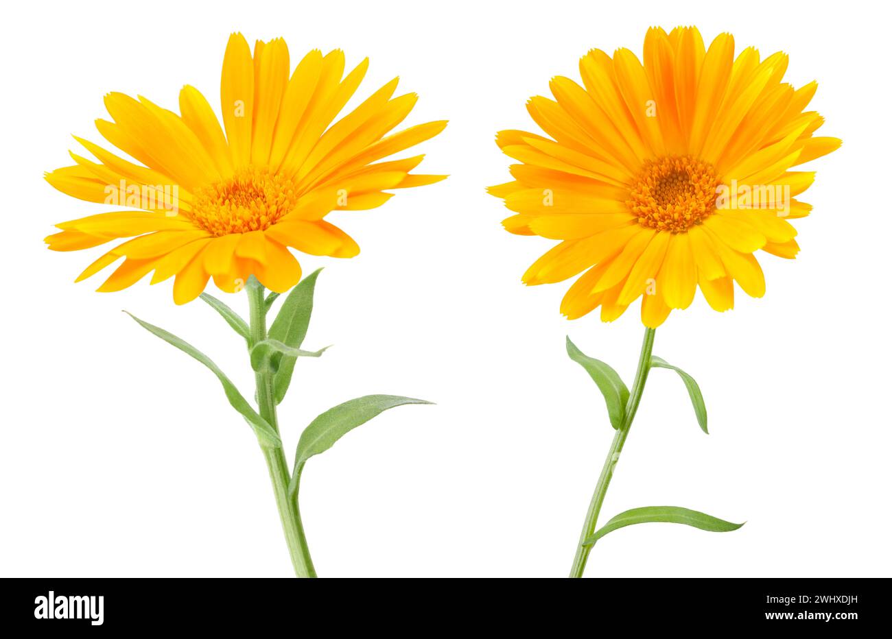 Fleurs de Marigold isolées sur fond blanc Banque D'Images