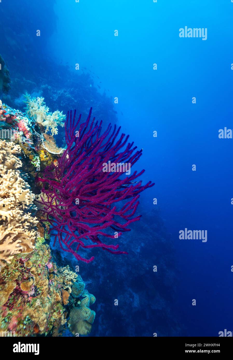 Paysage de récif corallien sain avec divers coraux durs Banque D'Images