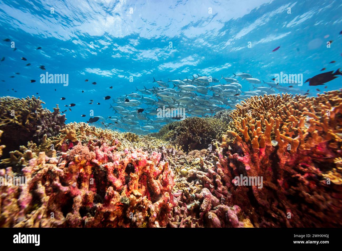Paysage de récif corallien sain avec divers coraux durs Banque D'Images