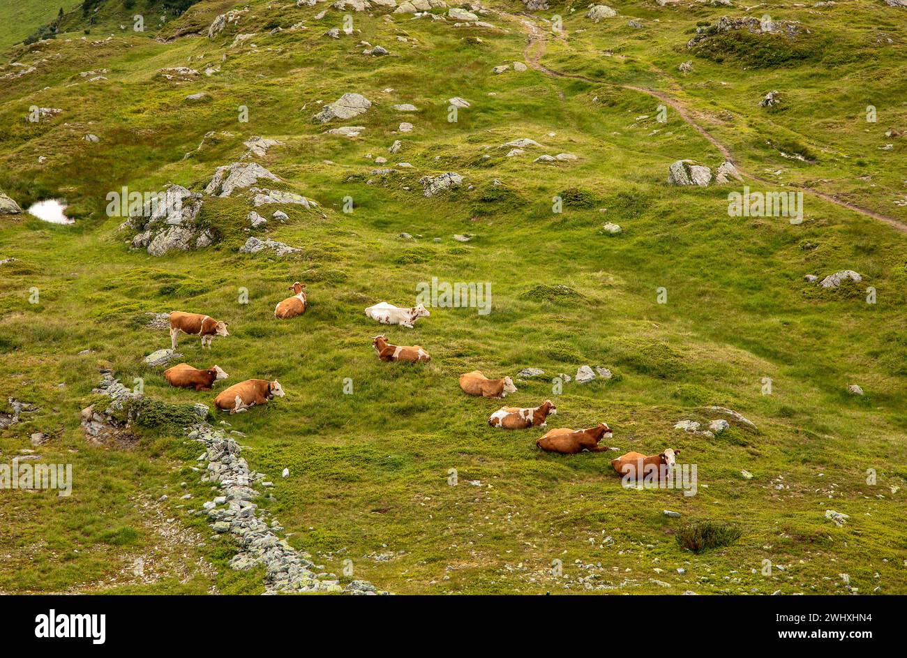 Vaches se relaxant sur la prairie alpine Banque D'Images