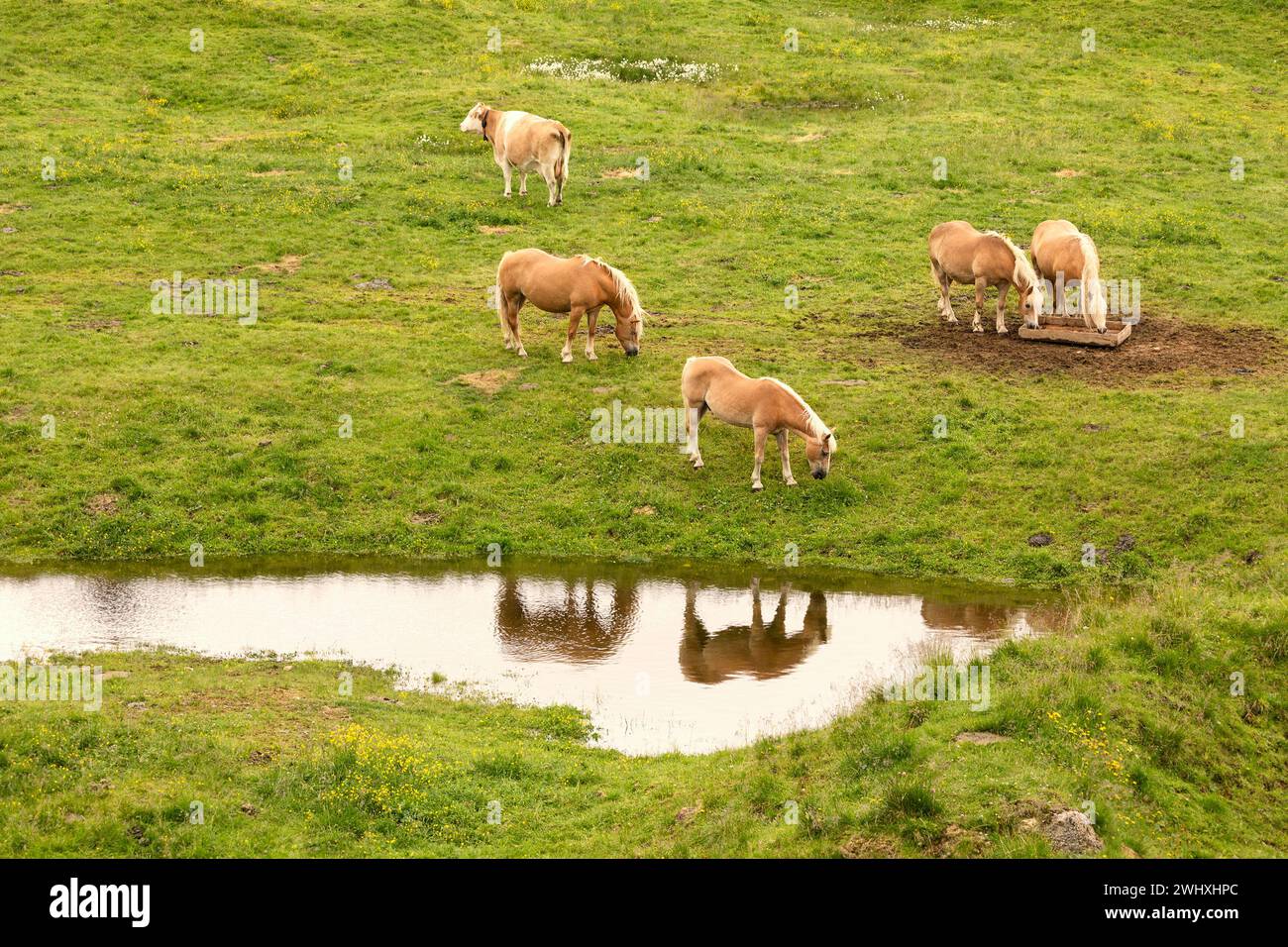 Chevaux sauvages sur les pâturages alpins au bord du lac Banque D'Images