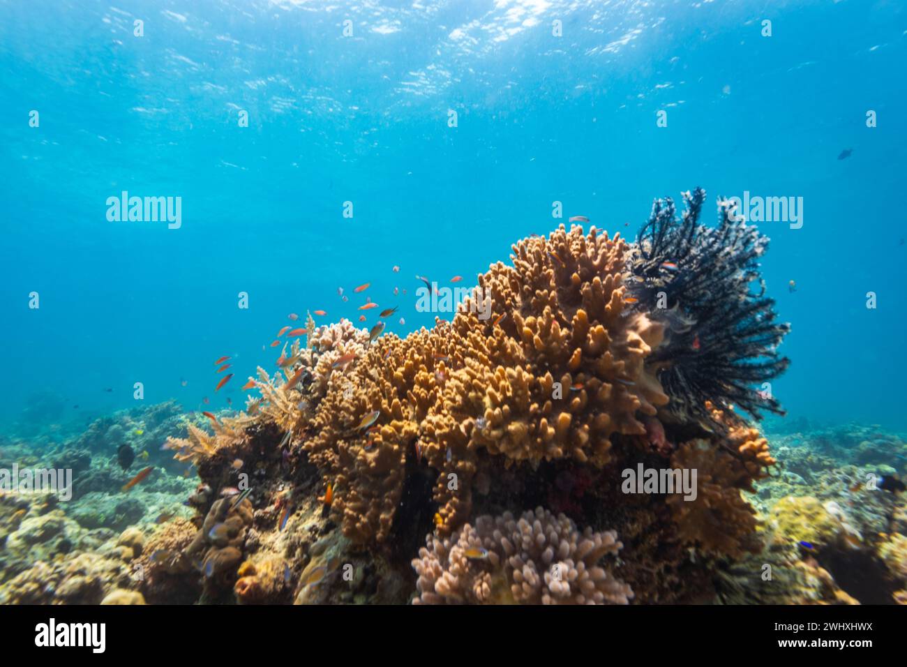 Paysage de récif corallien tropical vue de la tête de corail, des poissons et des coraux durs et mous Banque D'Images