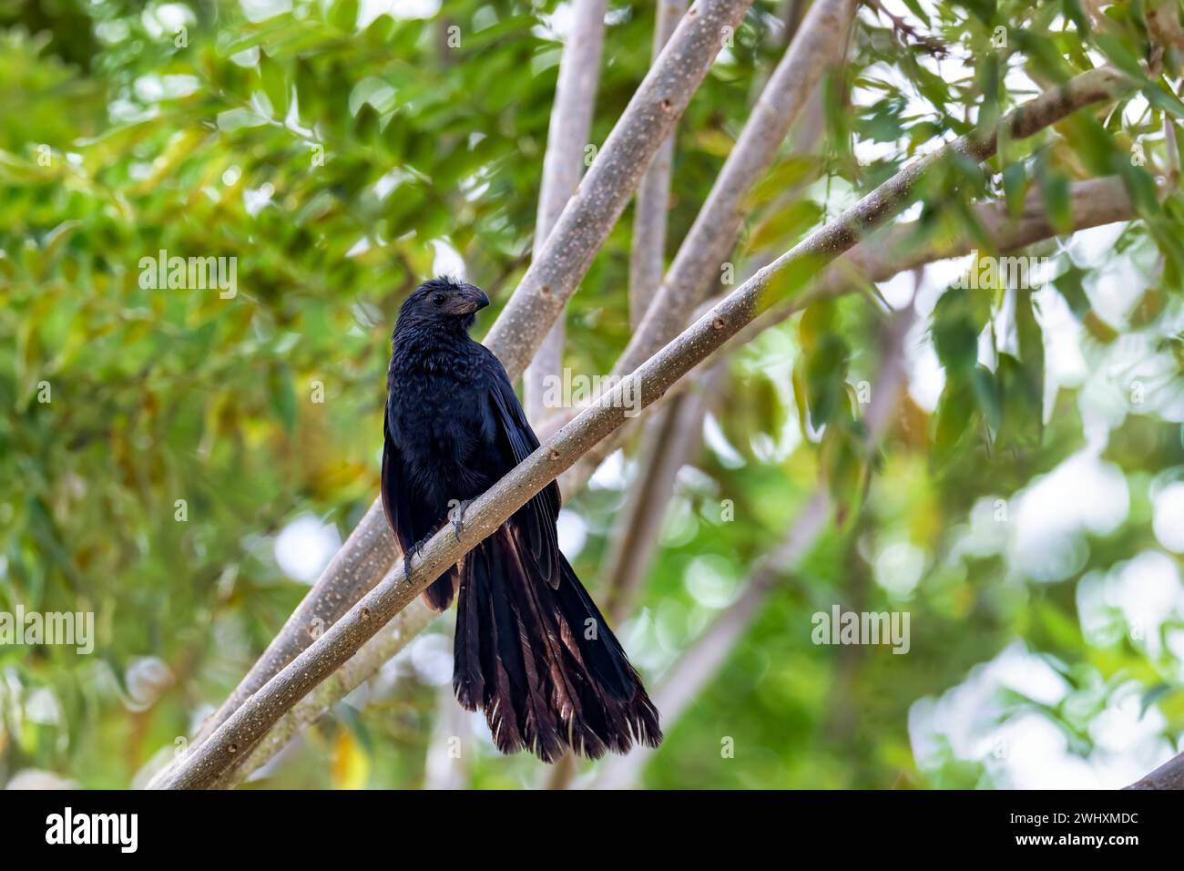 Oiseau, ani à bec cannelé, Crotophaga sulcirostris, Guanacaste Costa Rica Banque D'Images