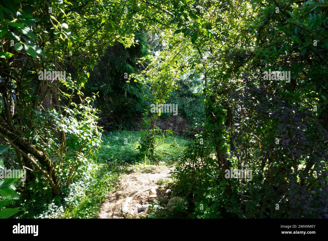 Forte croissance des plantes à cause de la lumière ou de l'obscurité Banque D'Images
