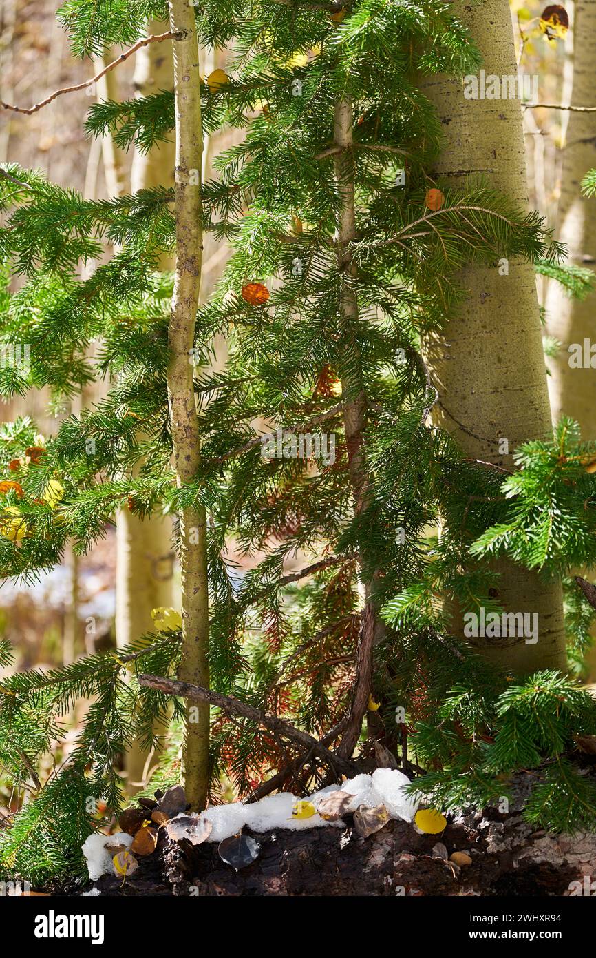 Aspen et Conifer Sapling Pair Banque D'Images