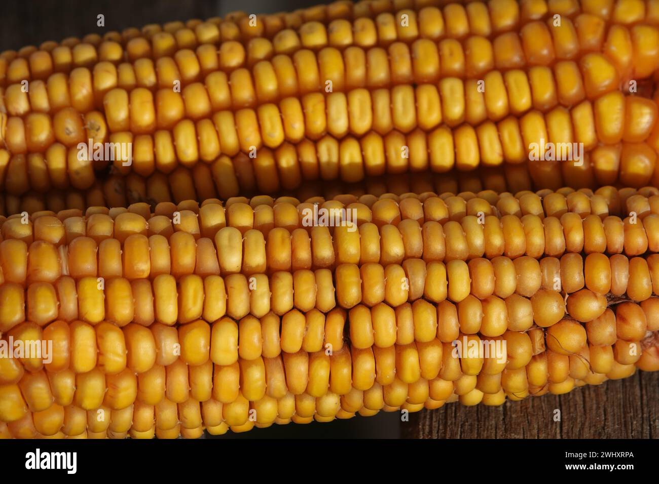 Zea mays, maïs Banque D'Images