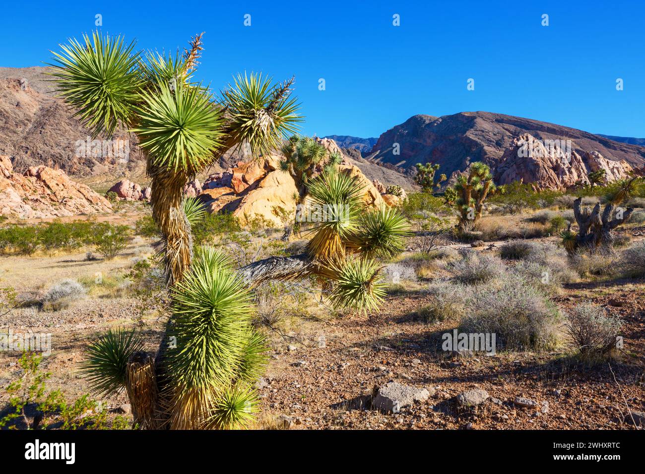 Sur la route dans le parc national Joshua Tree, un paysage désertique dans le sud-est de la Californie, États-Unis Banque D'Images