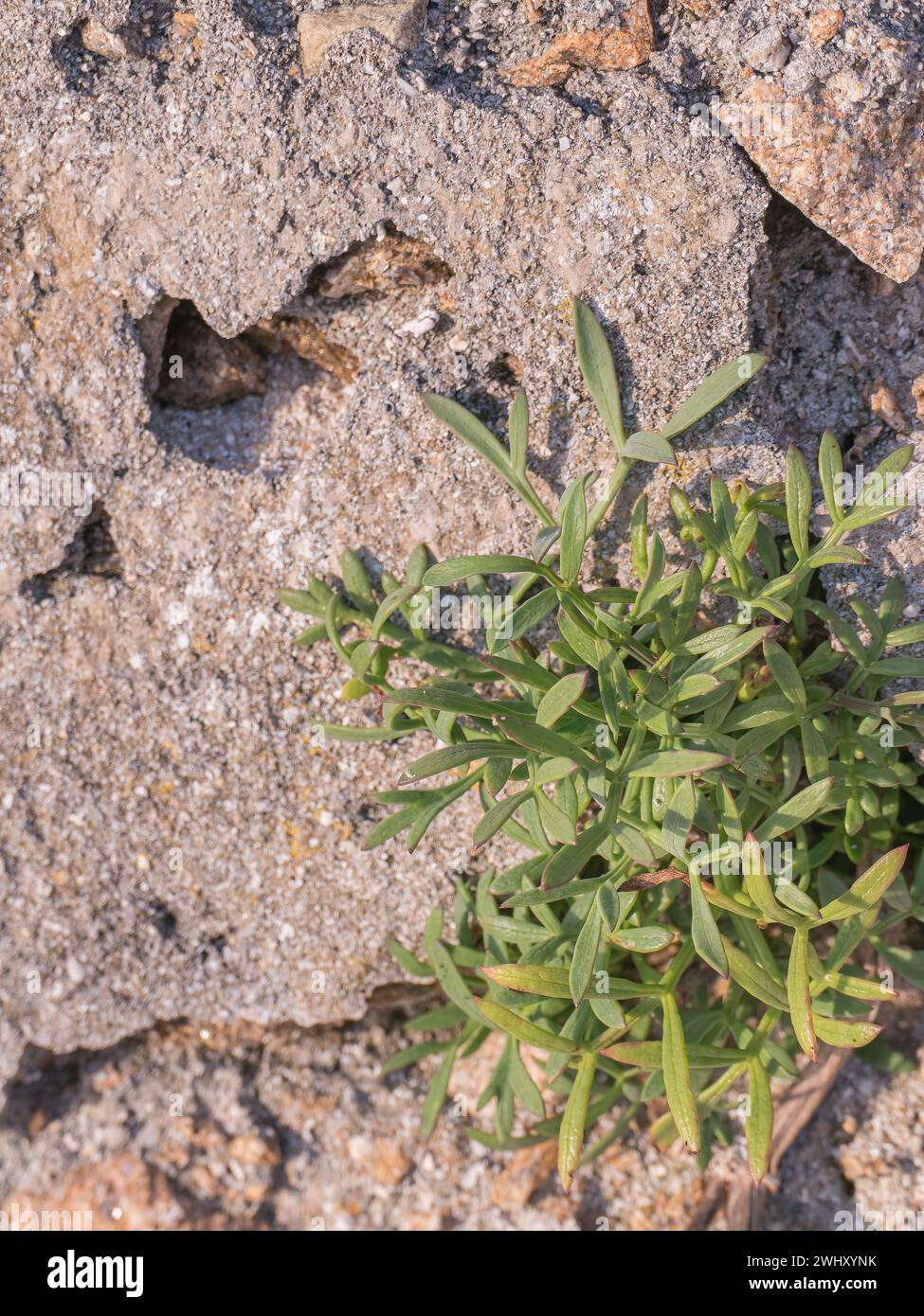 Vue rapprochée d'une plante de fenouil de mer qui prospère sur un mur de plage ensoleillé Banque D'Images