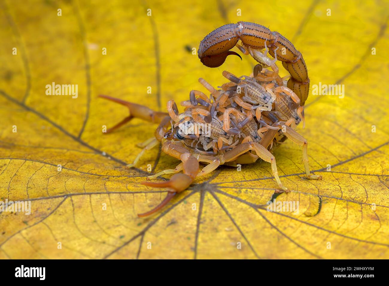 Le scorpion apporte des bébés sur son dos Banque D'Images