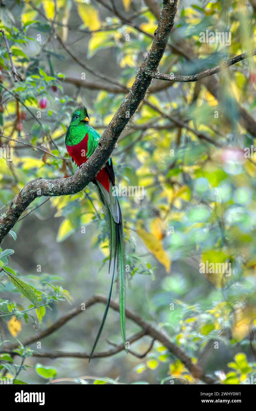 Quetzal resplendissant, Pharomachrus mocinno, San Gerardo de Dota, faune et observation des oiseaux au Costa Rica. Banque D'Images