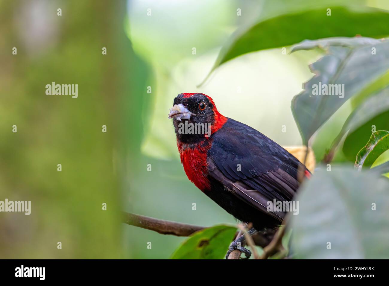 Tanager tanager à grondement écarlate, Ramphocelus passerinii. La Fortuna, volcan Arenal, Costa Rica faune Banque D'Images