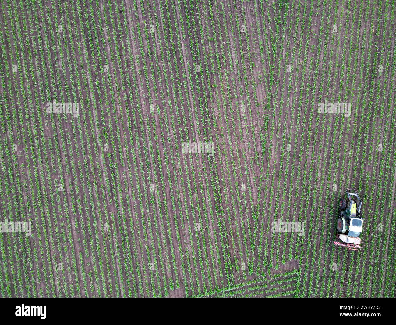 Vue aérienne du tracteur agricole pulvérisant sur le champ avec pulvérisateur, herbicides et pesticides au coucher du soleil. Machine agricole pulvérisant inse Banque D'Images