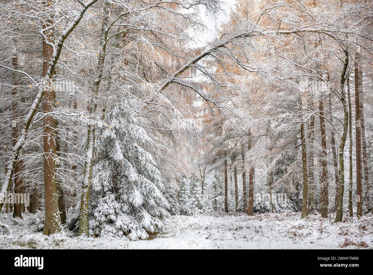 Mélèze, forêt d'épicéa dans la neige pendant l'hiver Banque D'Images