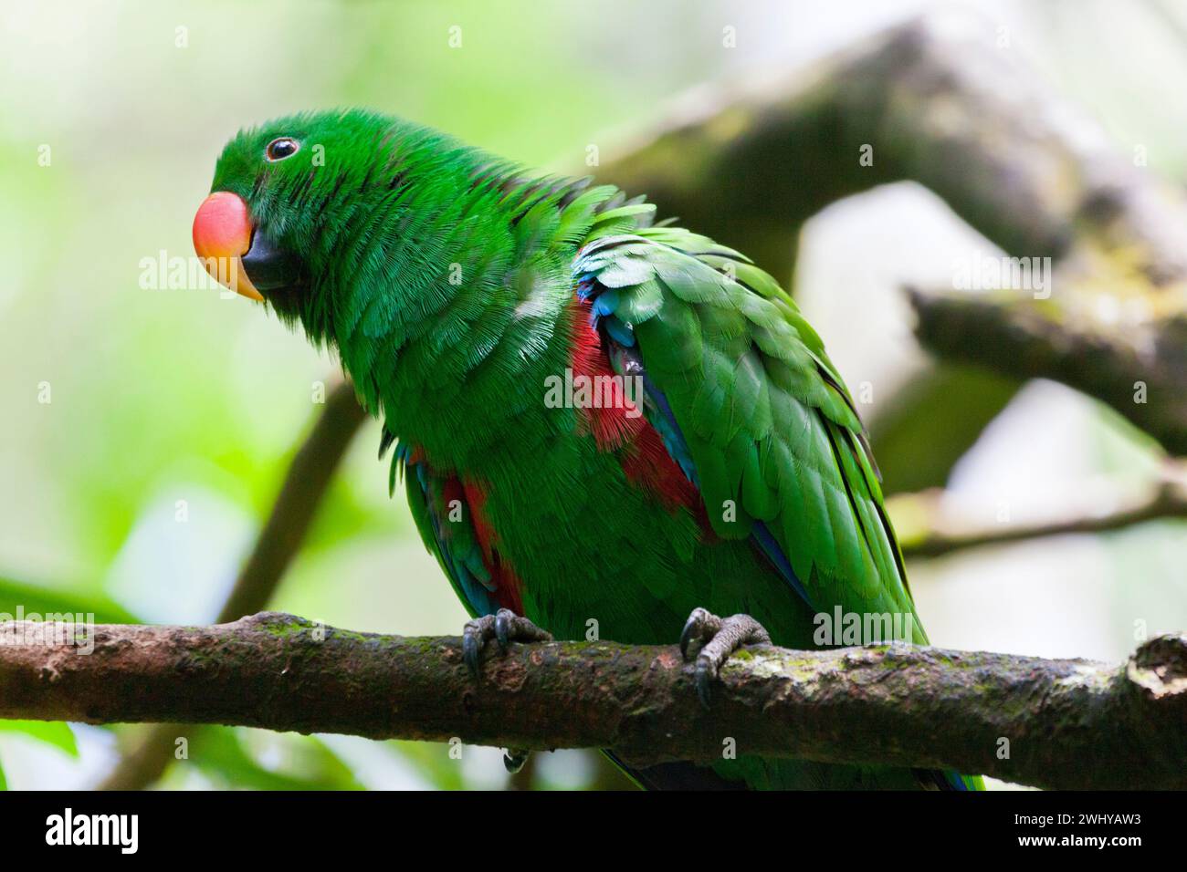 Le perroquet mâle Eclectus (Eclectus roratus) est originaire du nord de l'Australie, de Papouasie-Nouvelle-Guinée et des îles voisines. Banque D'Images