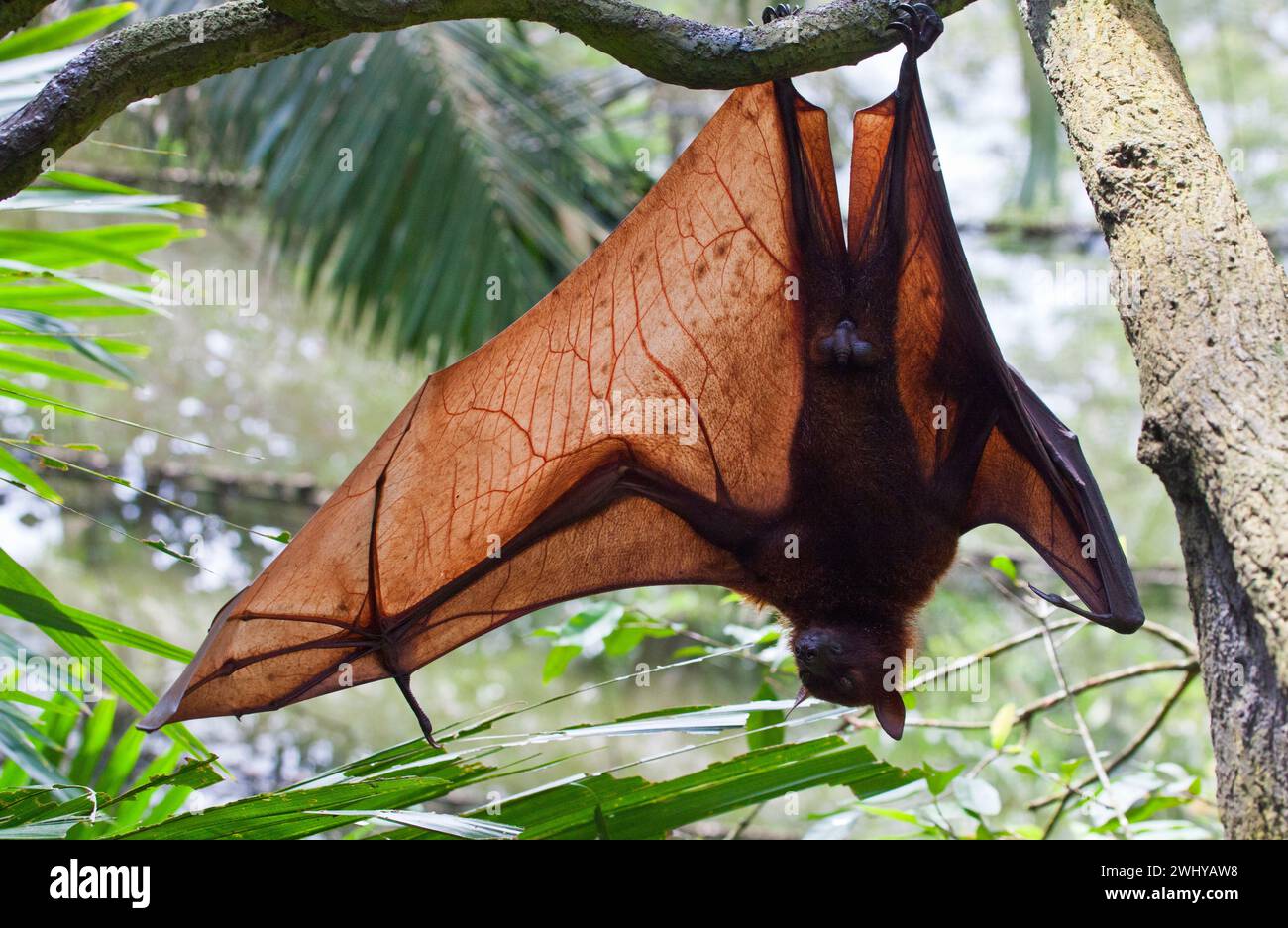 Un renard volant malaisien (Pteropus vampyrus), la plus grande chauve-souris fruitière au monde. Banque D'Images