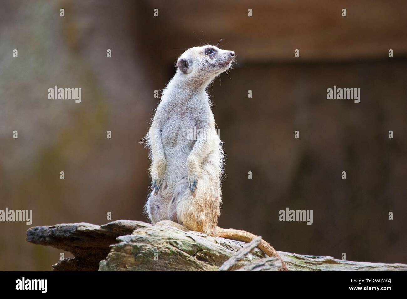 Suricate africaine solitaire (Suricata suricatta) Banque D'Images