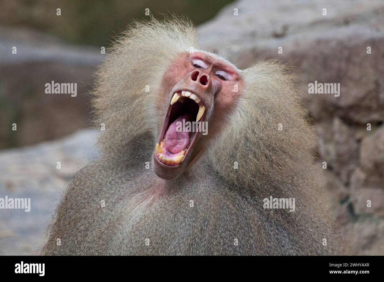 Hamadryas babouin (Papio hamadryas) présentant une dentition impressionnante. Banque D'Images