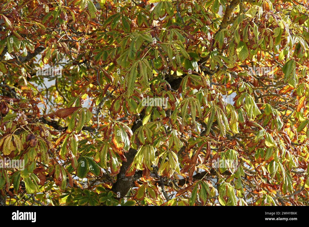 Aesculus hippocastanum, châtaigne, automne Banque D'Images
