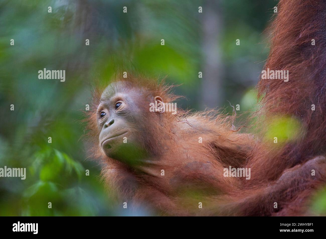 Orang-outan nouveau-né au Camp Leakey, Tanjung Puting National Park, Kalimantan, Bornéo. Banque D'Images