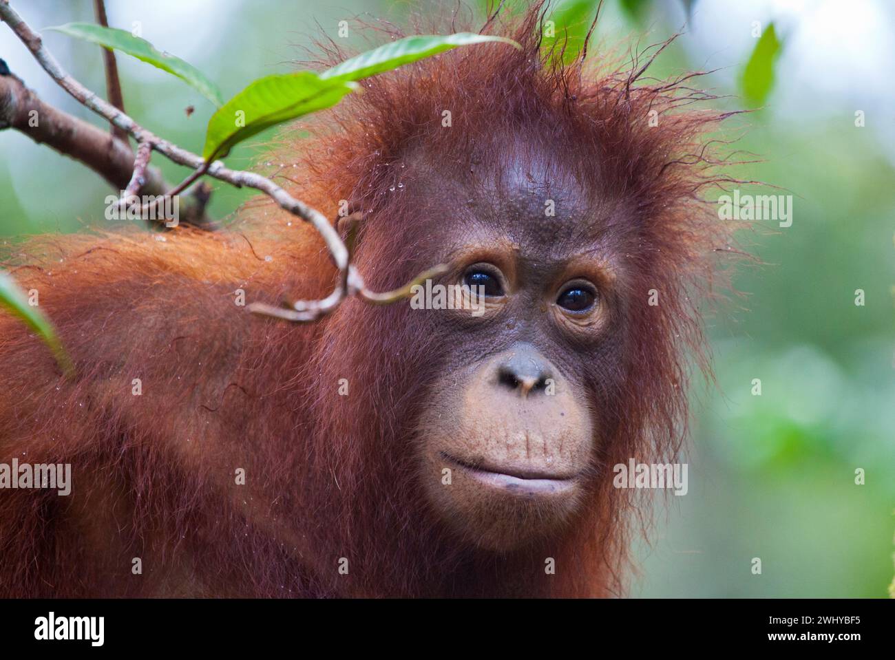 Orang-outan juvénile au Camp Leakey, Tanjung Puting National Park. Banque D'Images