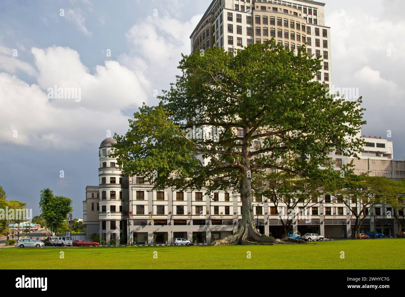 Un arbre géant en coton de soie ou Kapok à Padang Merdeka (champ de l'indépendance) à Kuching. Banque D'Images