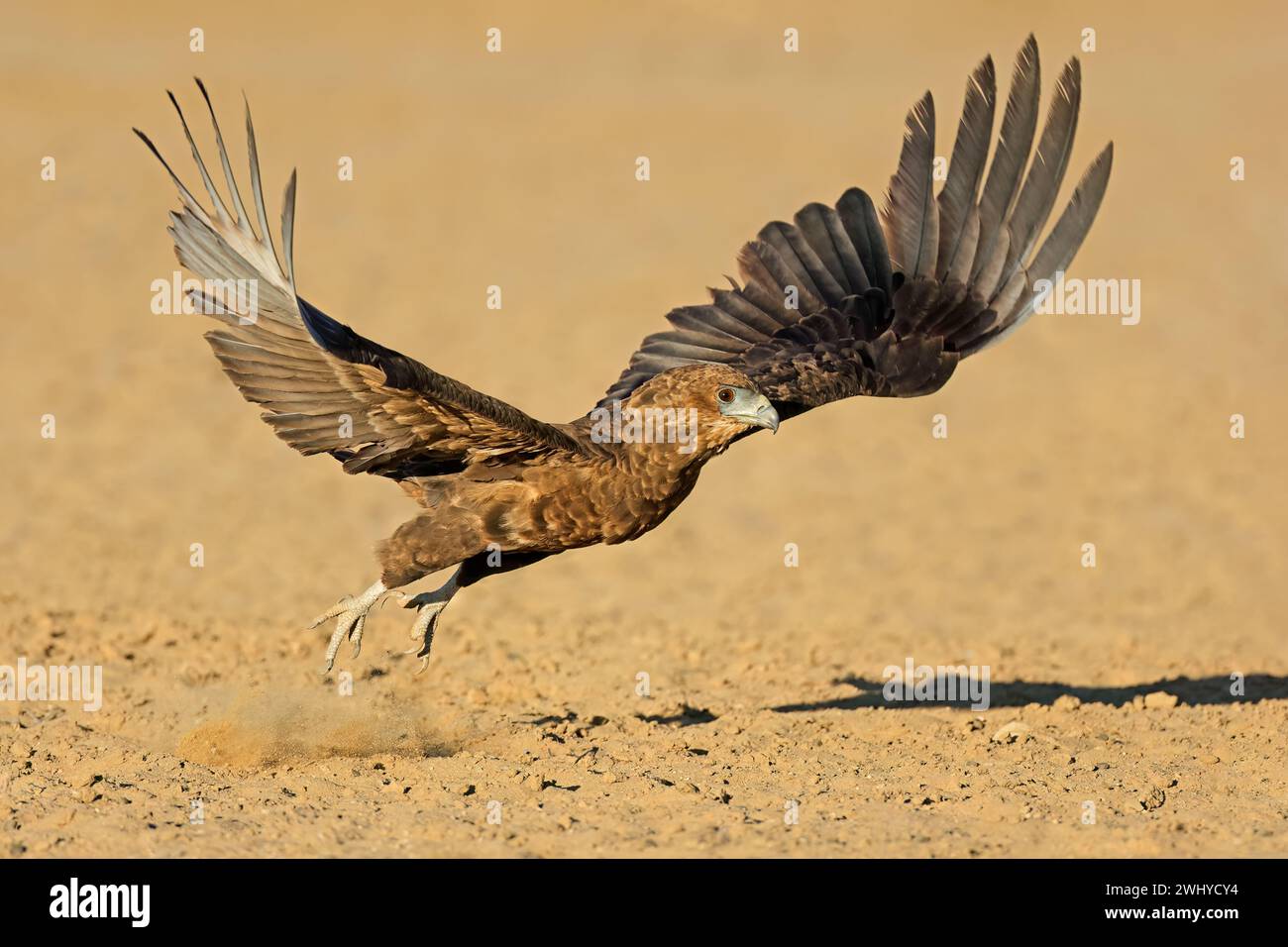 Aigle bateleur immature (Terathopius ecaudatus) décollant, désert du Kalahari, Afrique du Sud Banque D'Images