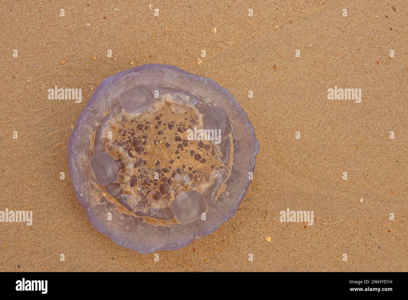 Méduses mortes sur une plage de sable Banque D'Images