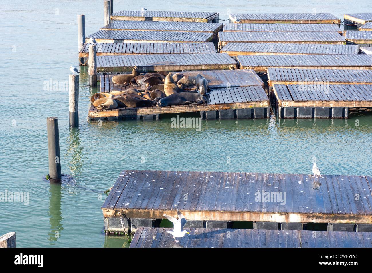 Otaries au quai K Dock at Pier 39, Fisherman's Wharf District, San Francisco, Californie, États-Unis Banque D'Images