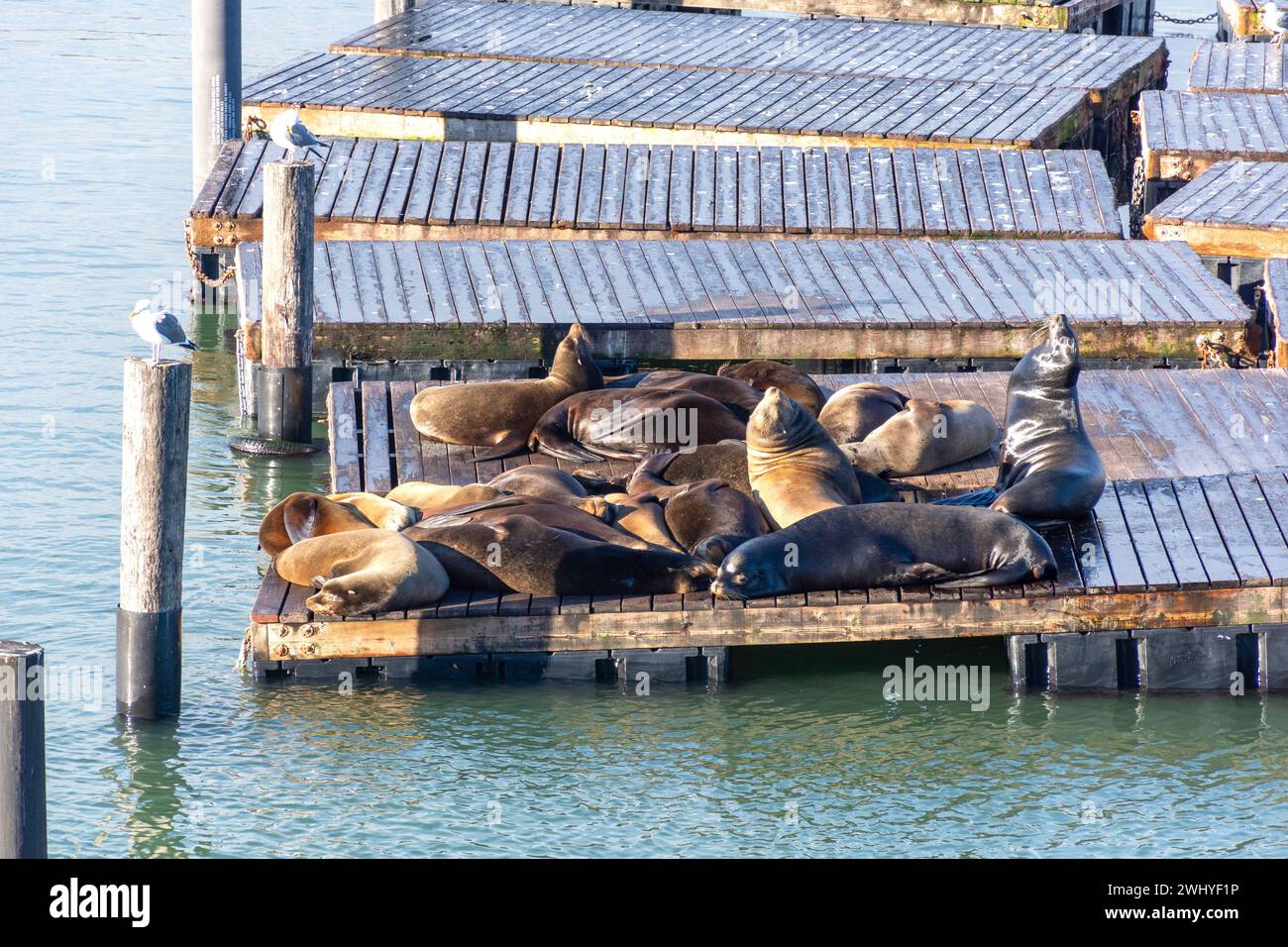 Otaries au quai K Dock at Pier 39, Fisherman's Wharf District, San Francisco, Californie, États-Unis Banque D'Images