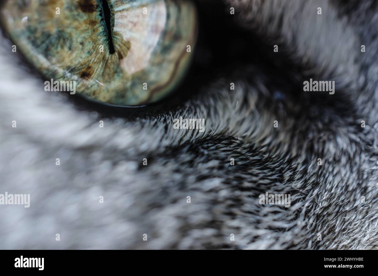 Gros plans, Macro photographie, chat gris, rayures noires, regard de chat, yeux félins, regard intense Banque D'Images