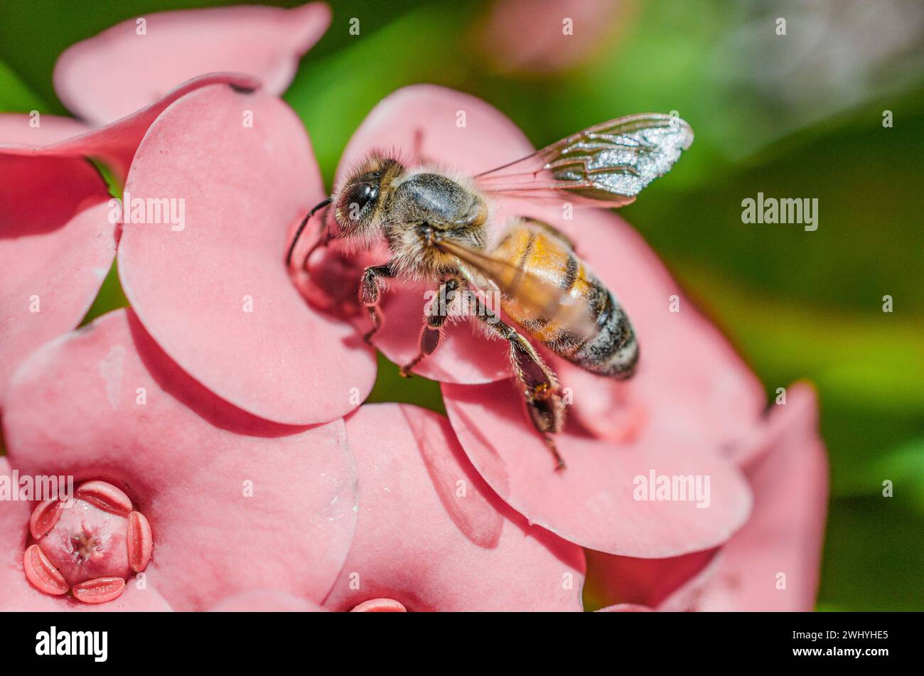 Photographie macro d'insectes, gros plans de cactus succulents, détails sur la nature, photos macro d'insectes, détails sur les plantes cactus, photographie rapprochée, vue macroscopique Banque D'Images