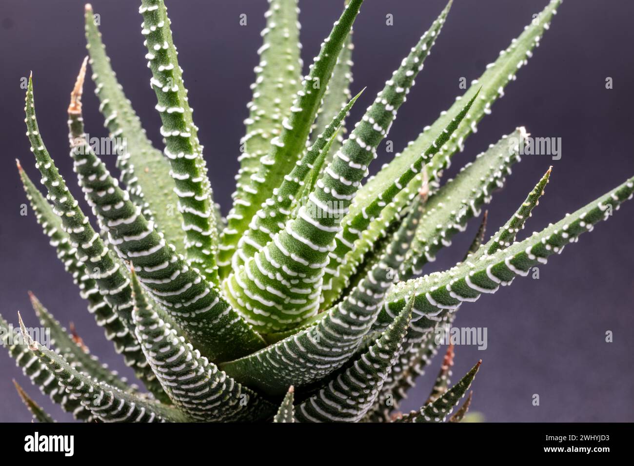 Gros plan d'une plante succulente Haworthia Attenuata ou Zebra Plant, Zebra Haworthia, Apicra Attenuata, Aloe Clariperla Banque D'Images