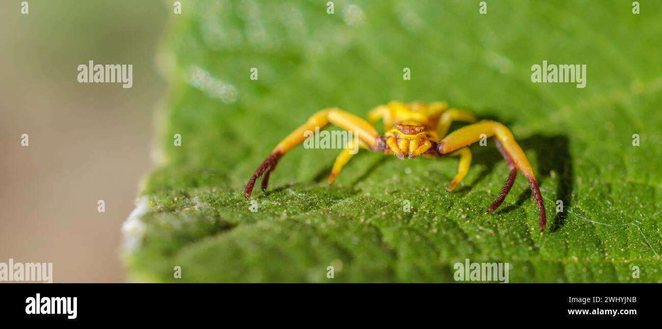 Macro photographie, araignée crabe, formosipes Misumenoides, gros plan araignée, détails Arachnid Banque D'Images