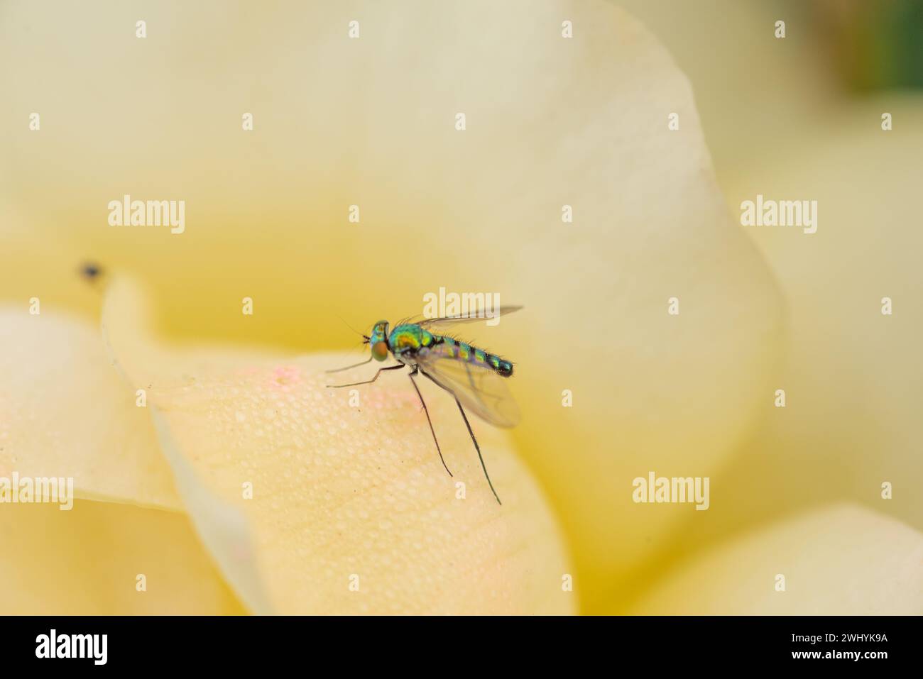 Macro photographie, insecte Condylostylus, pétale de rose jaune, gros plan insecte, Détails de la nature, beauté florale, motifs de pétales Banque D'Images