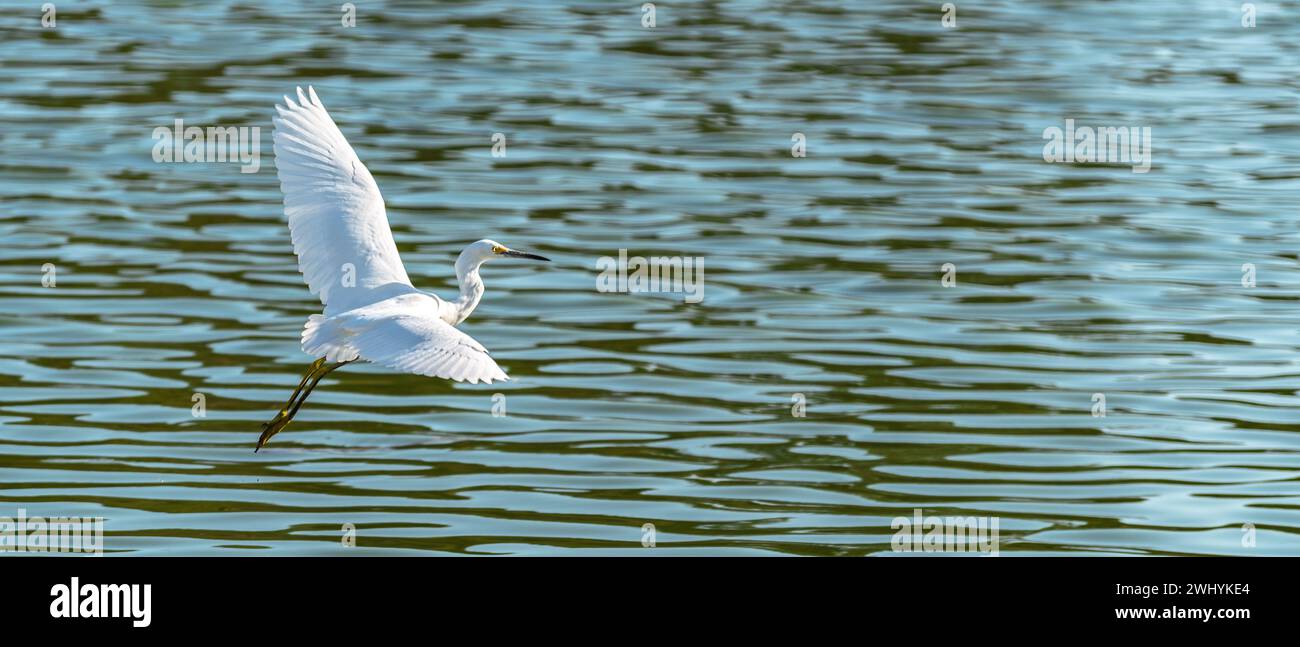 Grand héron blanc, décollage, lac bleu, faune, beauté aviaire, oiseau en vol, scène nature, ailes majestueuses, lancement du Héron Banque D'Images