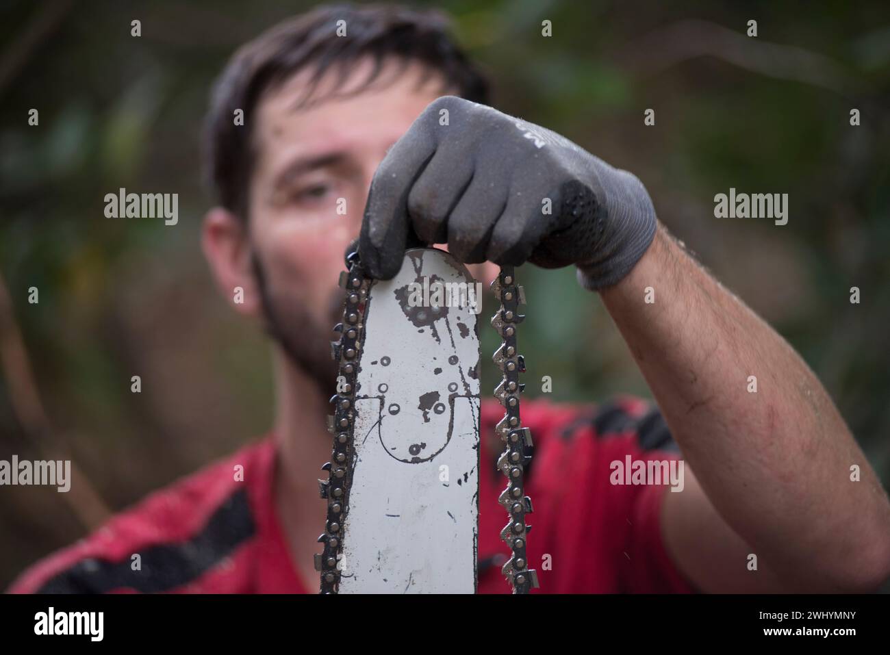 Tronçonneuse pour couper ou élaguer des arbres Banque D'Images